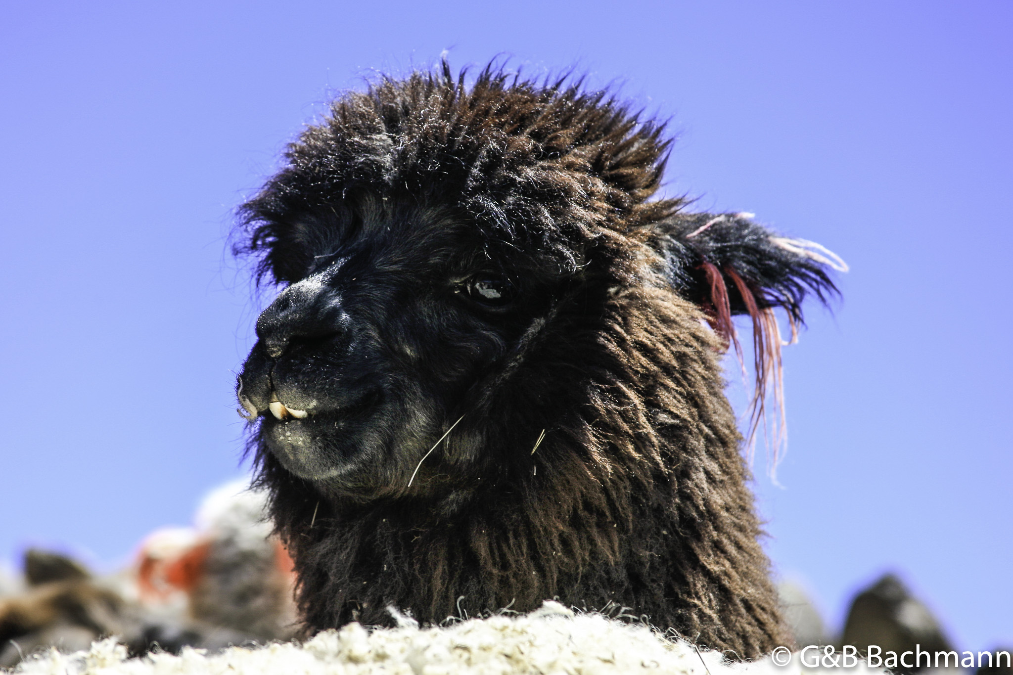 Colca_0044.jpg