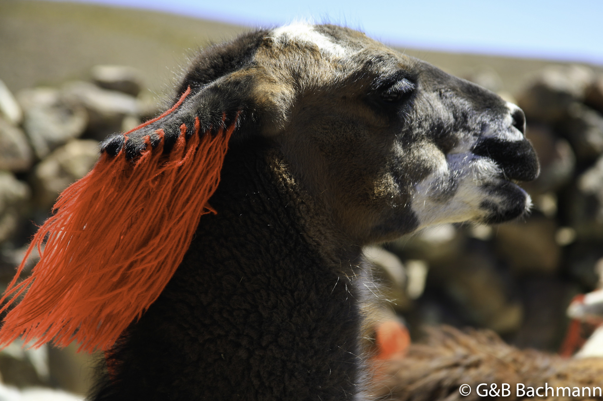 Colca_0045.jpg