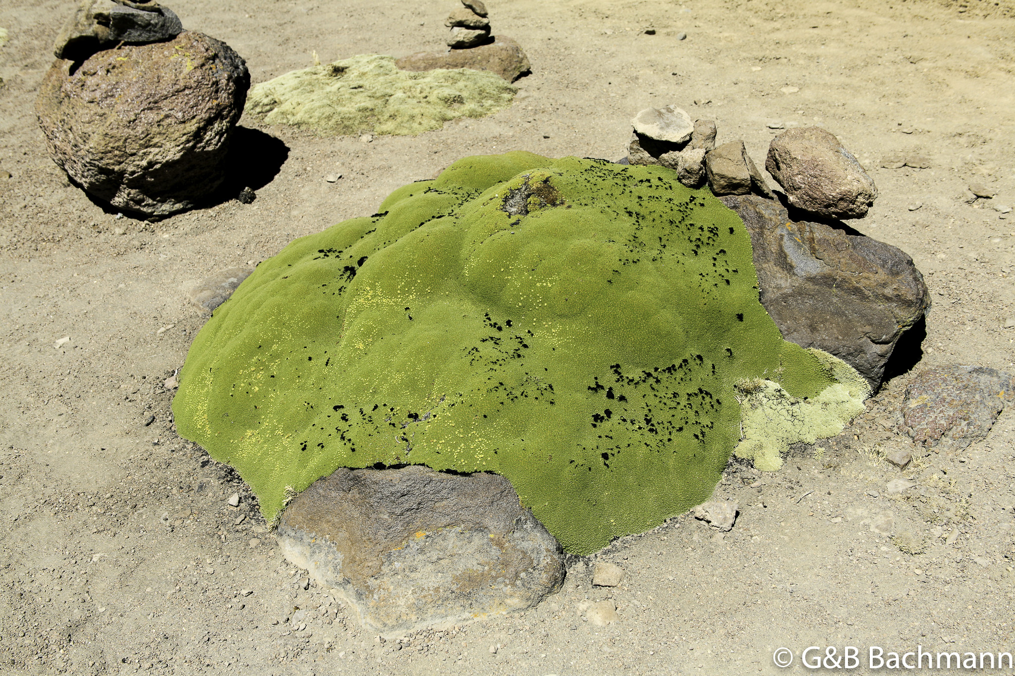 Colca_0047.jpg