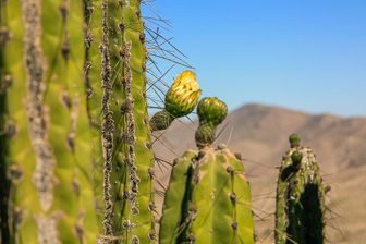 Colca_0001.jpg