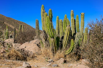 Colca_0002.jpg