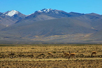 Colca_0004.jpg