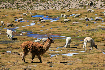 Colca_0017.jpg