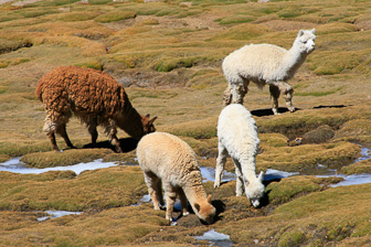 Colca_0018.jpg