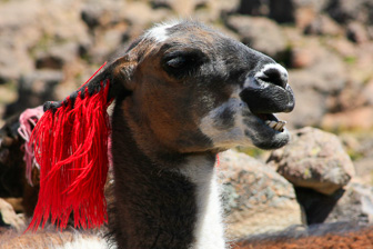 Colca_0035.jpg