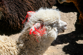 Colca_0036.jpg