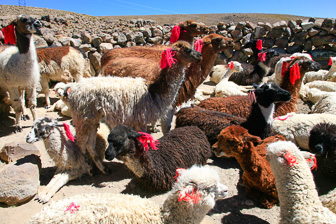 Colca_0037.jpg