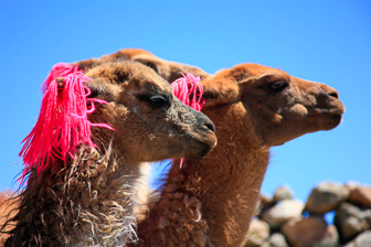 Colca_0038.jpg