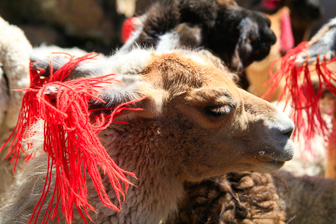 Colca_0039.jpg