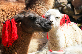 Colca_0041.jpg