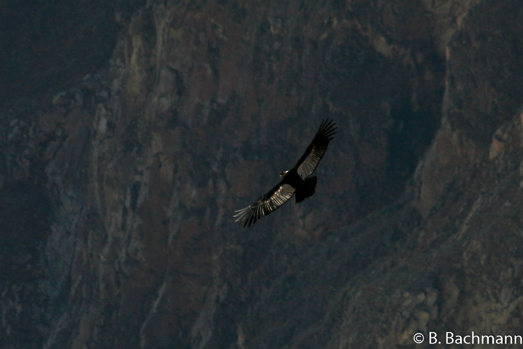 Cruz-del-Condor_0001.jpg