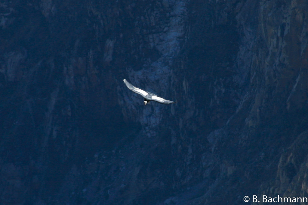 Cruz-del-Condor_0005.jpg