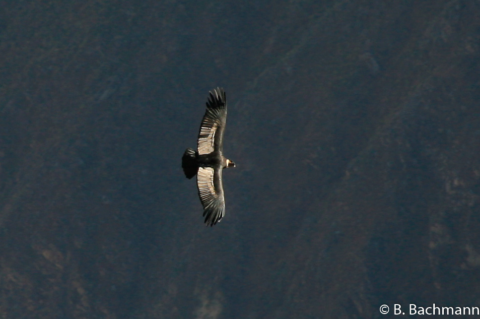 Cruz-del-Condor_0009.jpg