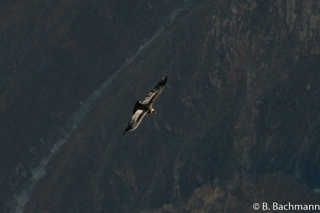 Cruz-del-Condor_0010.jpg