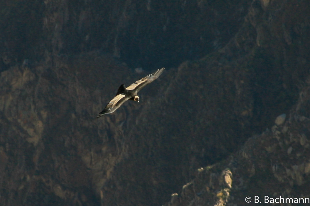 Cruz-del-Condor_0011.jpg