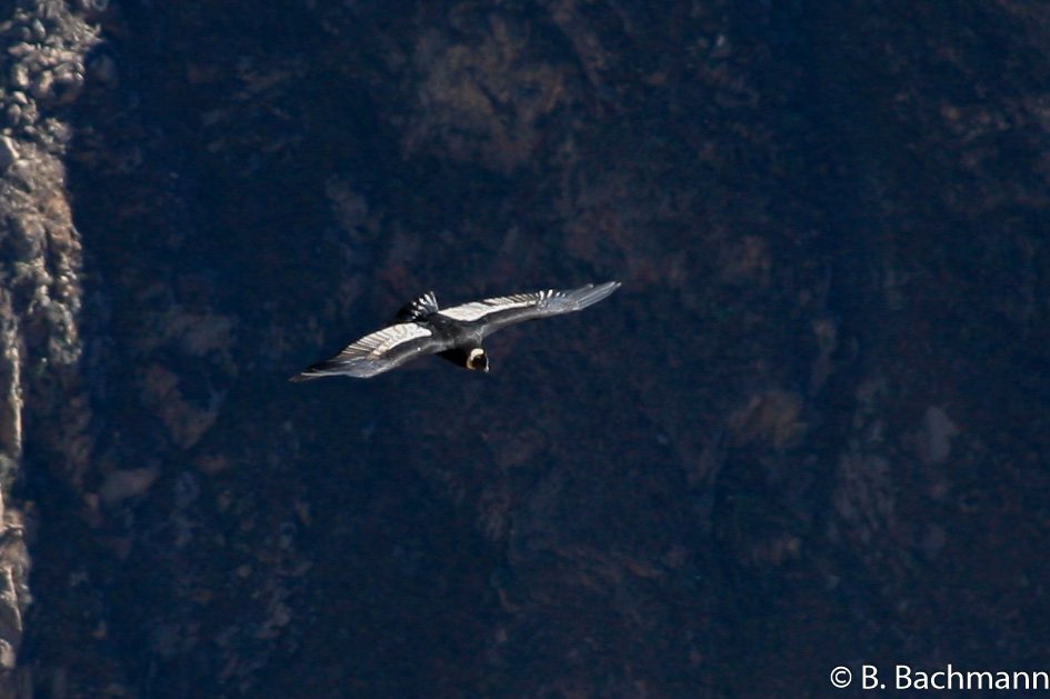 Cruz-del-Condor_0012.jpg