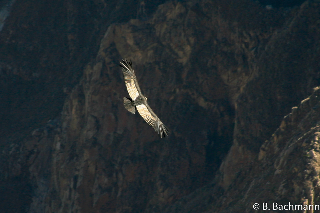 Cruz-del-Condor_0015.jpg