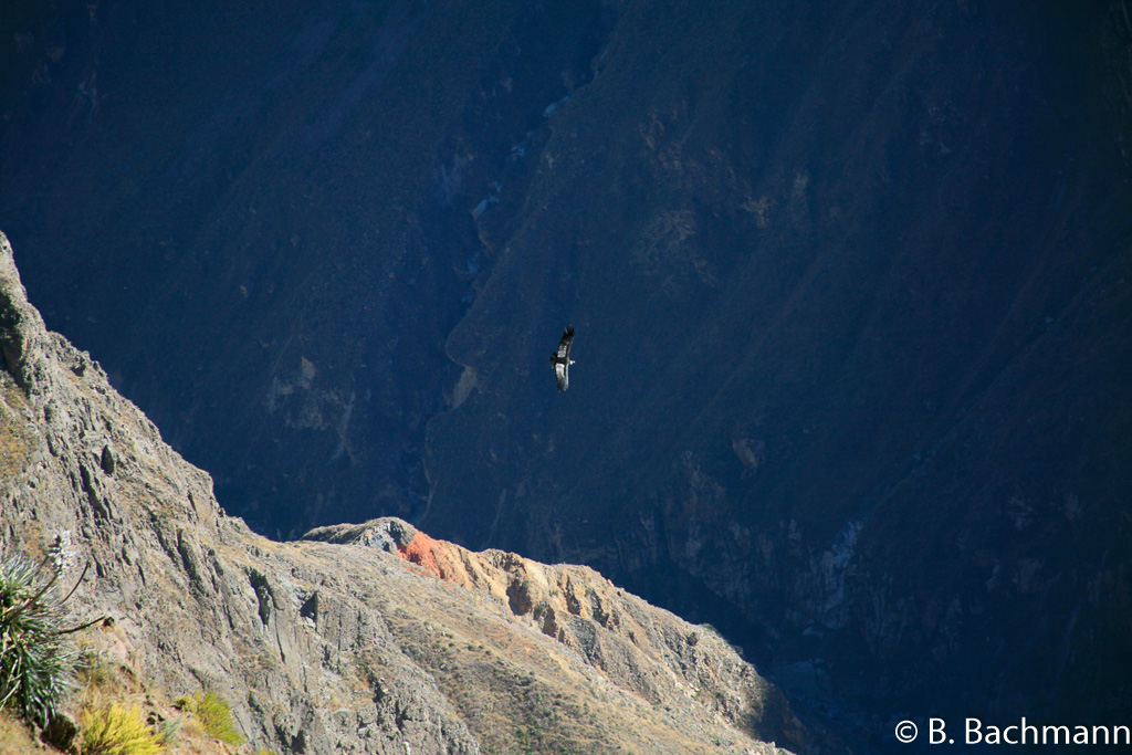 Cruz-del-Condor_0016.jpg