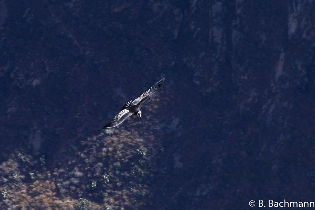 Cruz-del-Condor_0019.jpg