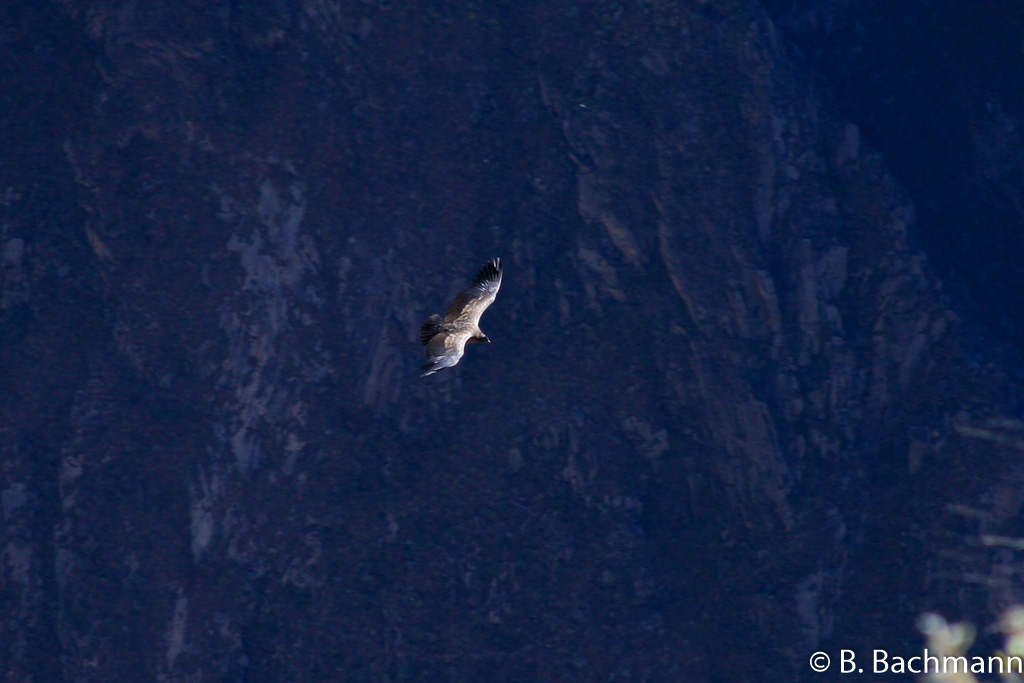 Cruz-del-Condor_0020.jpg