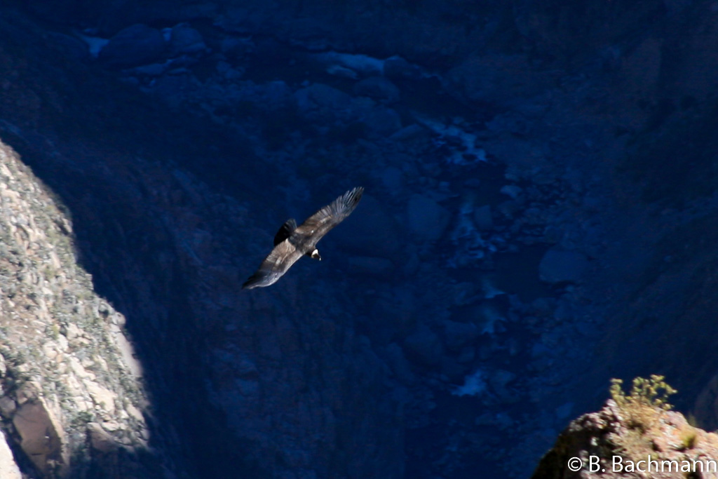 Cruz-del-Condor_0021.jpg