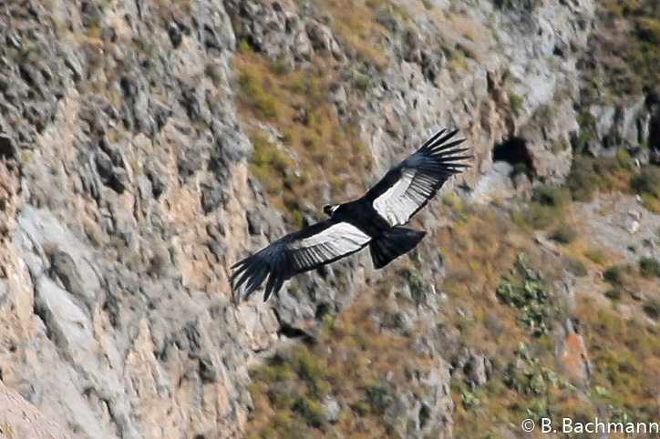 Cruz-del-Condor_0022.jpg