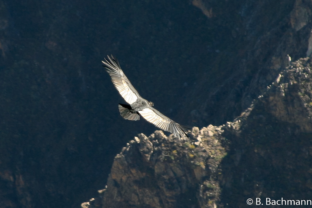 Cruz-del-Condor_0023.jpg