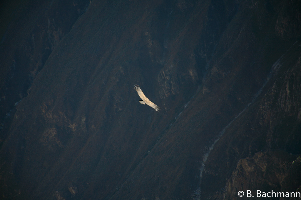 Cruz-del-Condor_0025.jpg