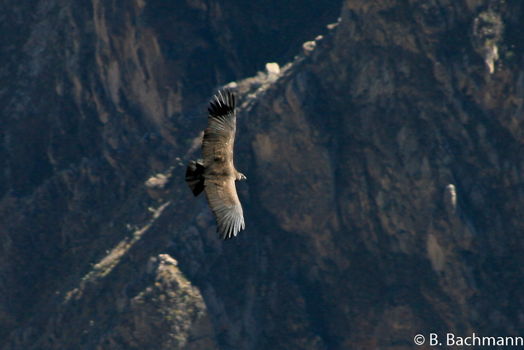 Cruz-del-Condor_0026.jpg