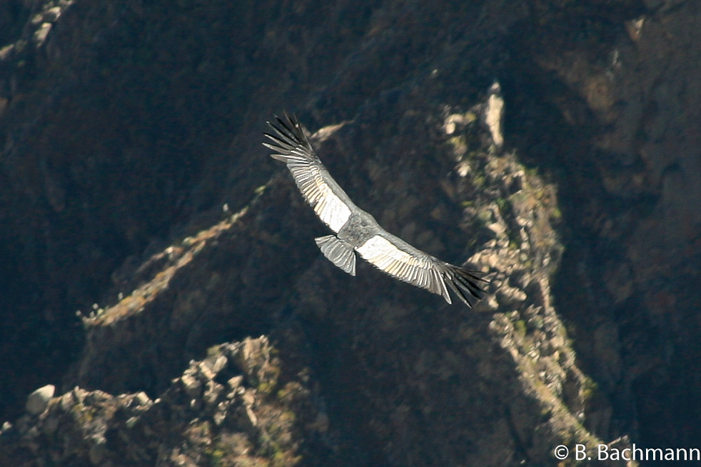 Cruz-del-Condor_0027.jpg