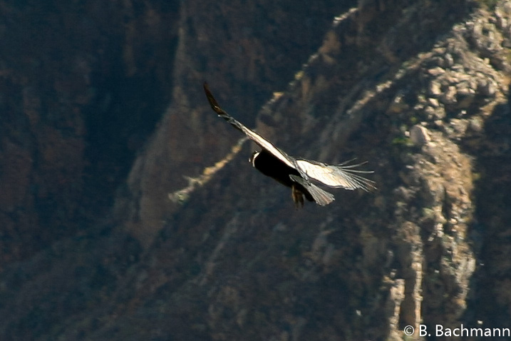 Cruz-del-Condor_0028.jpg
