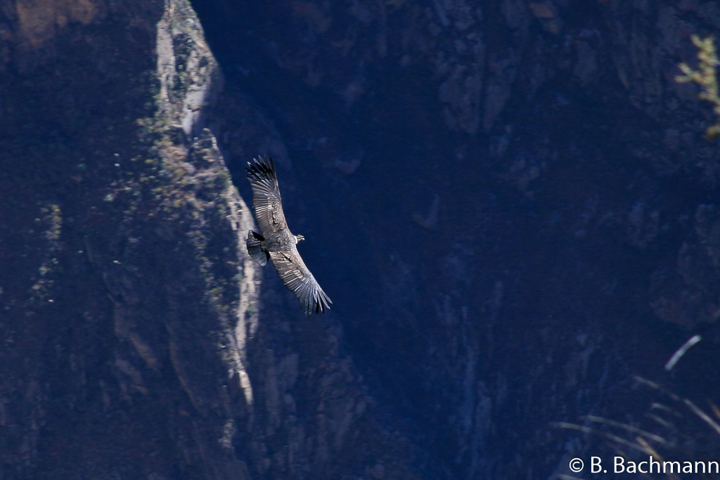 Cruz-del-Condor_0030.jpg