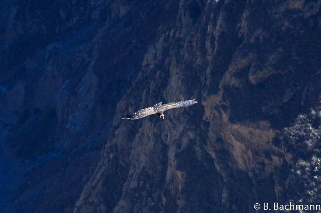 Cruz-del-Condor_0031.jpg