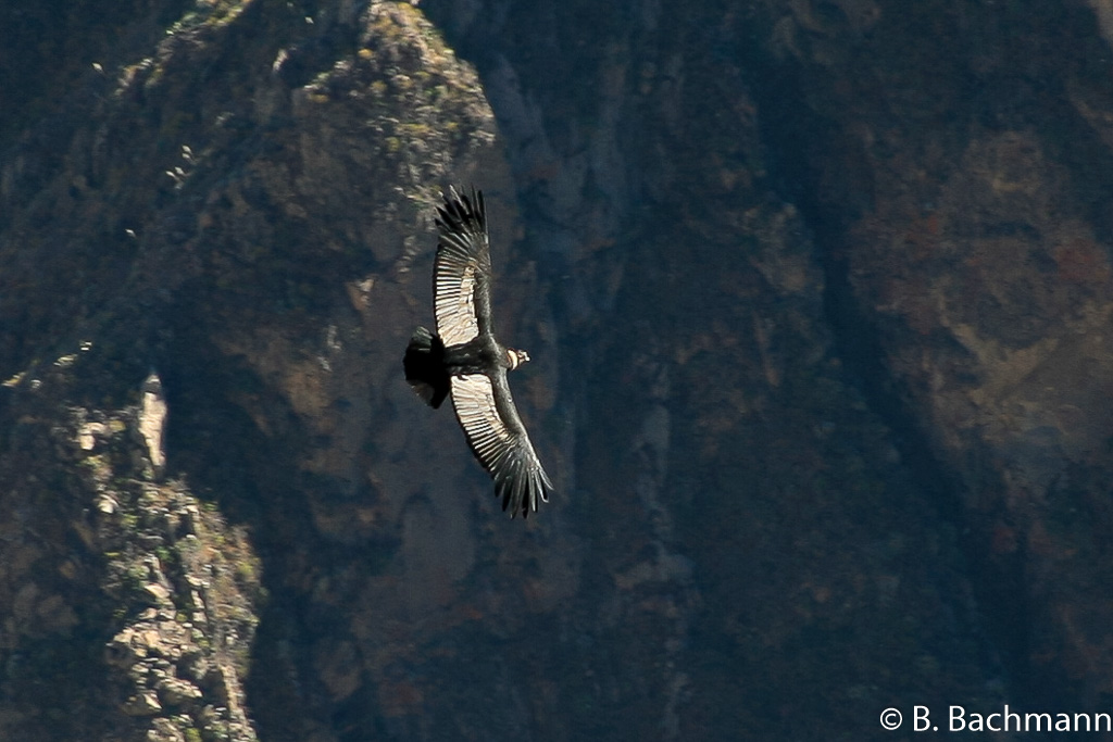 Cruz-del-Condor_0032.jpg