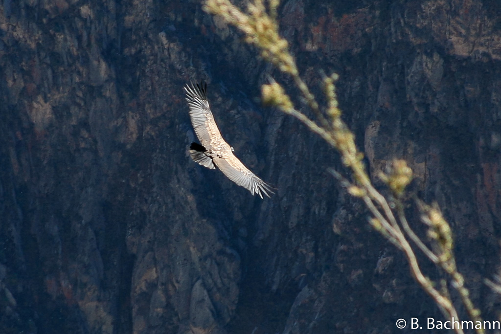 Cruz-del-Condor_0033.jpg