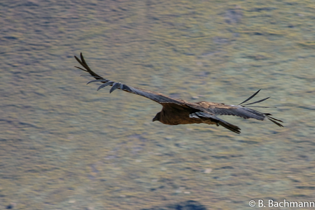 Cruz-del-Condor_0036.jpg