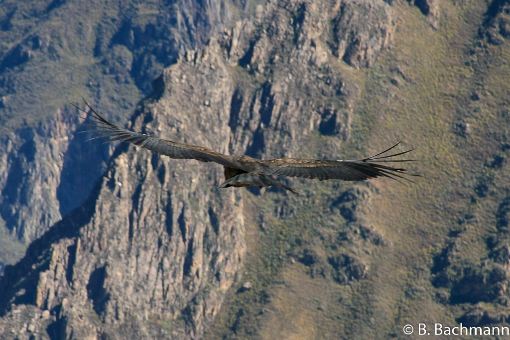 Cruz-del-Condor_0037.jpg
