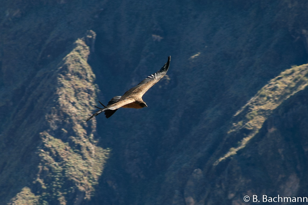 Cruz-del-Condor_0038.jpg