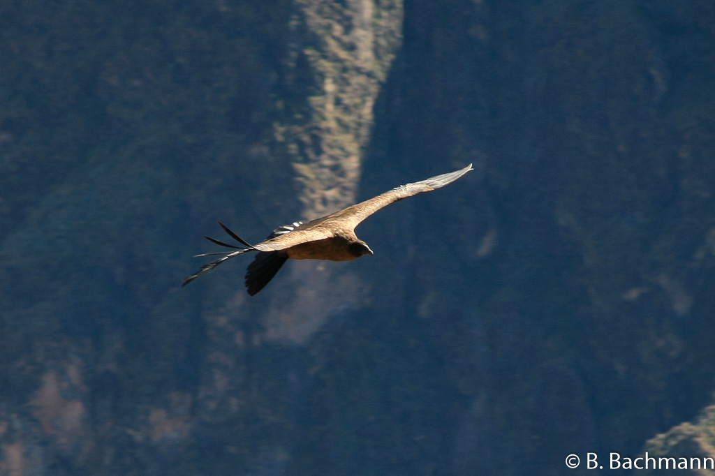 Cruz-del-Condor_0039.jpg