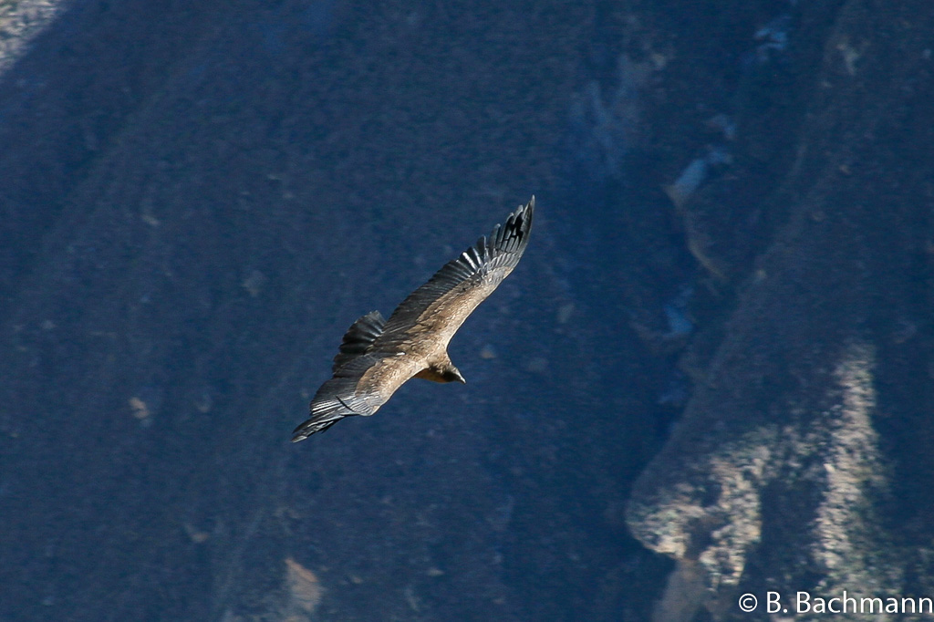 Cruz-del-Condor_0041.jpg