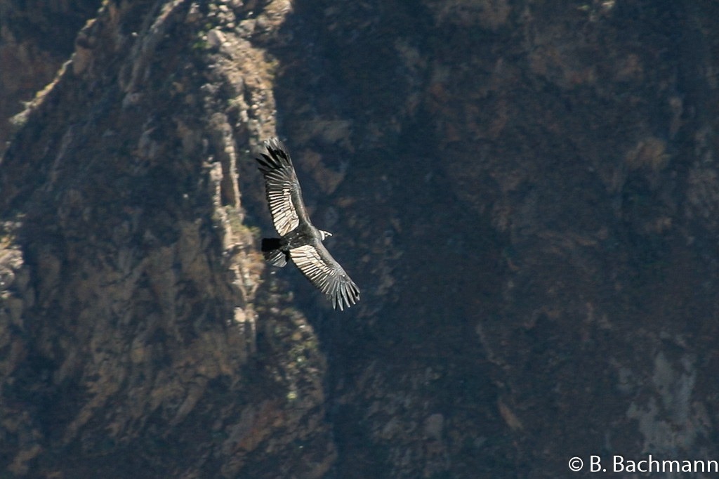 Cruz-del-Condor_0042.jpg