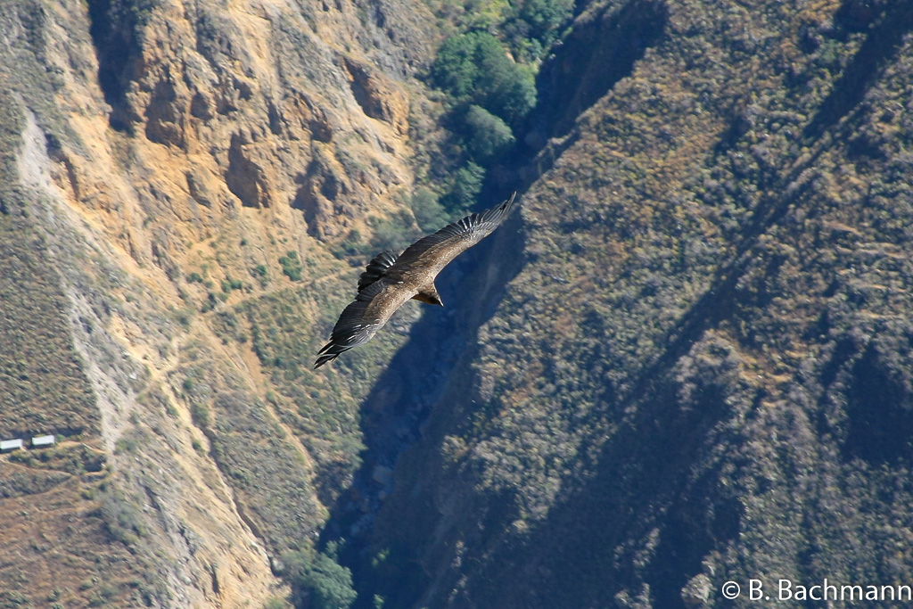 Cruz-del-Condor_0044.jpg