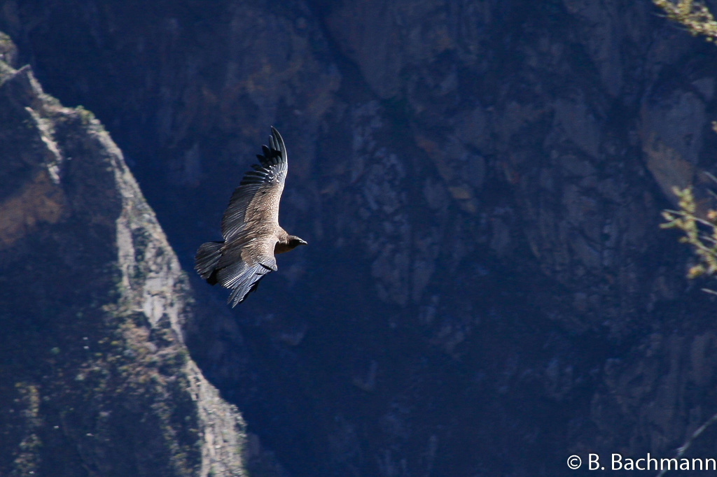 Cruz-del-Condor_0045.jpg