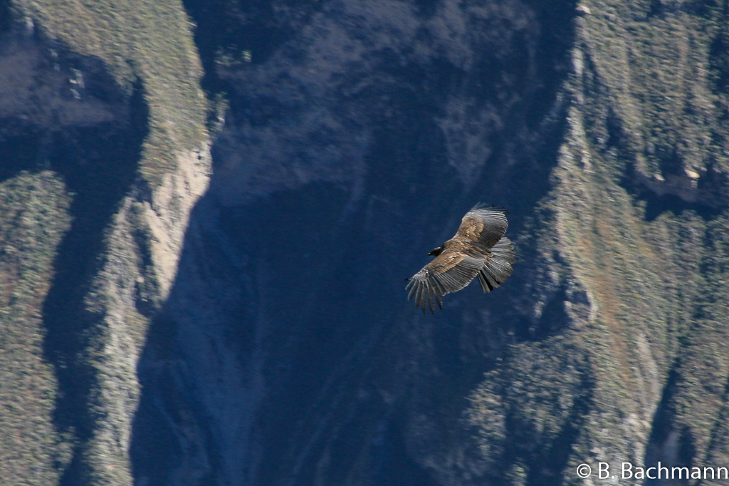 Cruz-del-Condor_0046.jpg