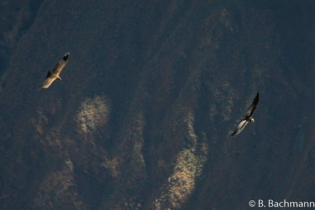 Cruz-del-Condor_0048.jpg