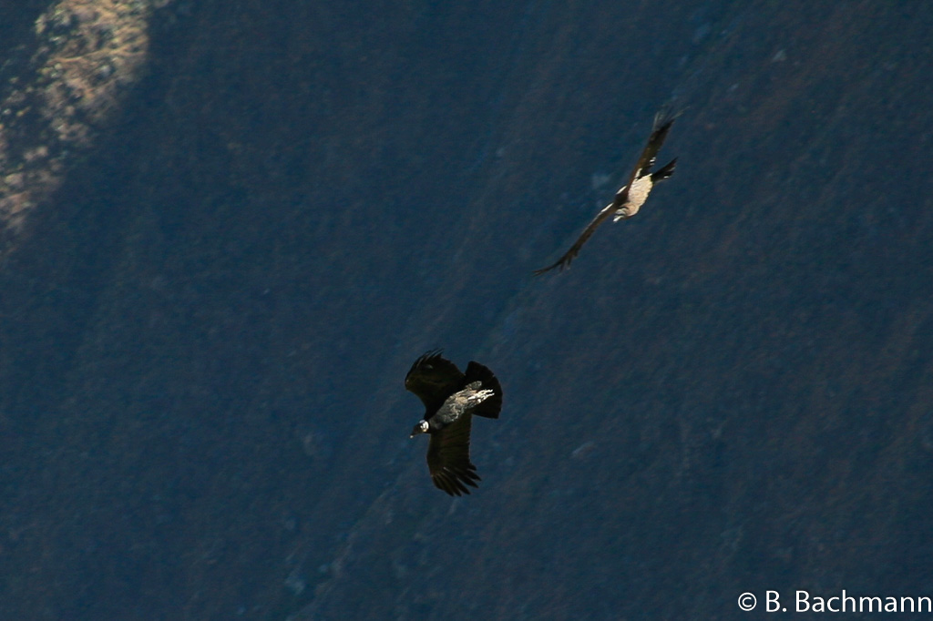 Cruz-del-Condor_0049.jpg