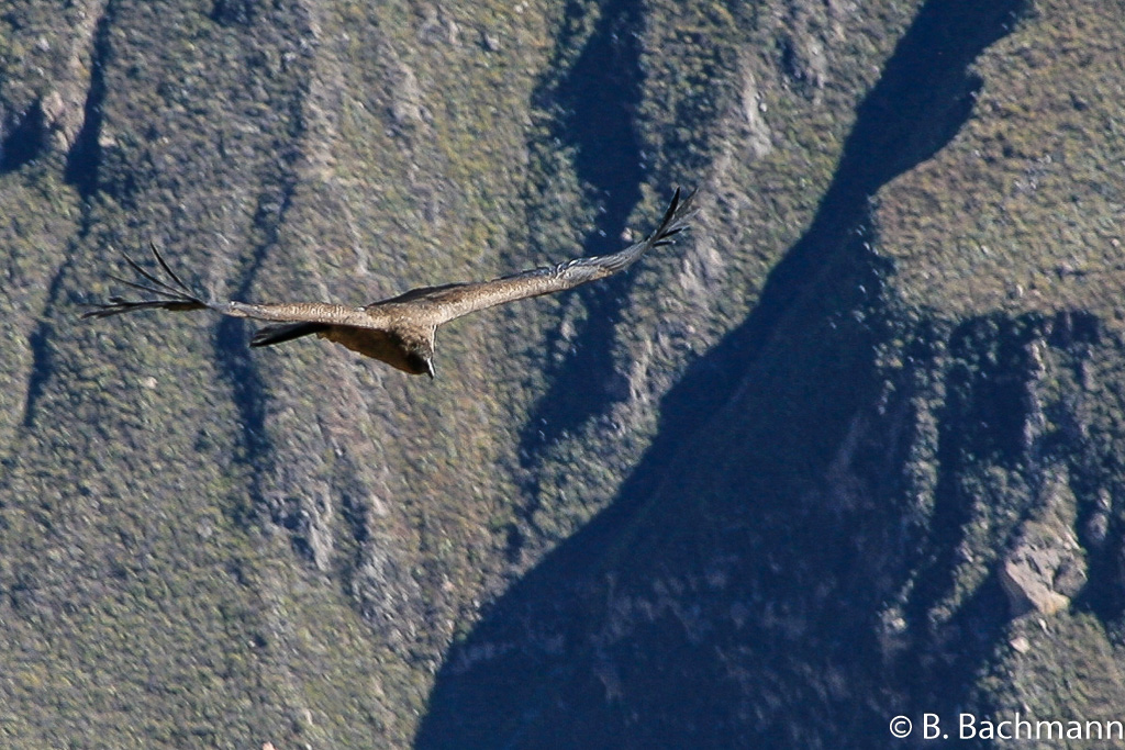 Cruz-del-Condor_0050.jpg