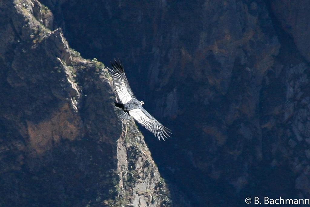 Cruz-del-Condor_0051.jpg