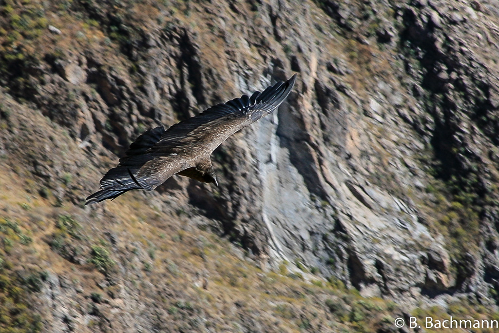 Cruz-del-Condor_0052.jpg