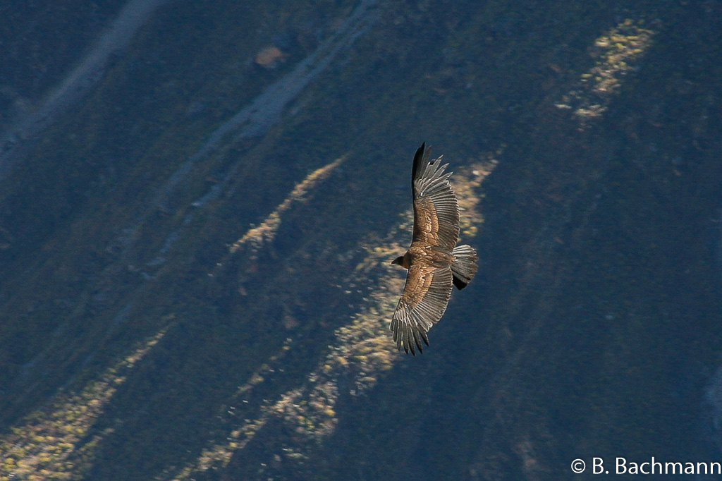 Cruz-del-Condor_0053.jpg